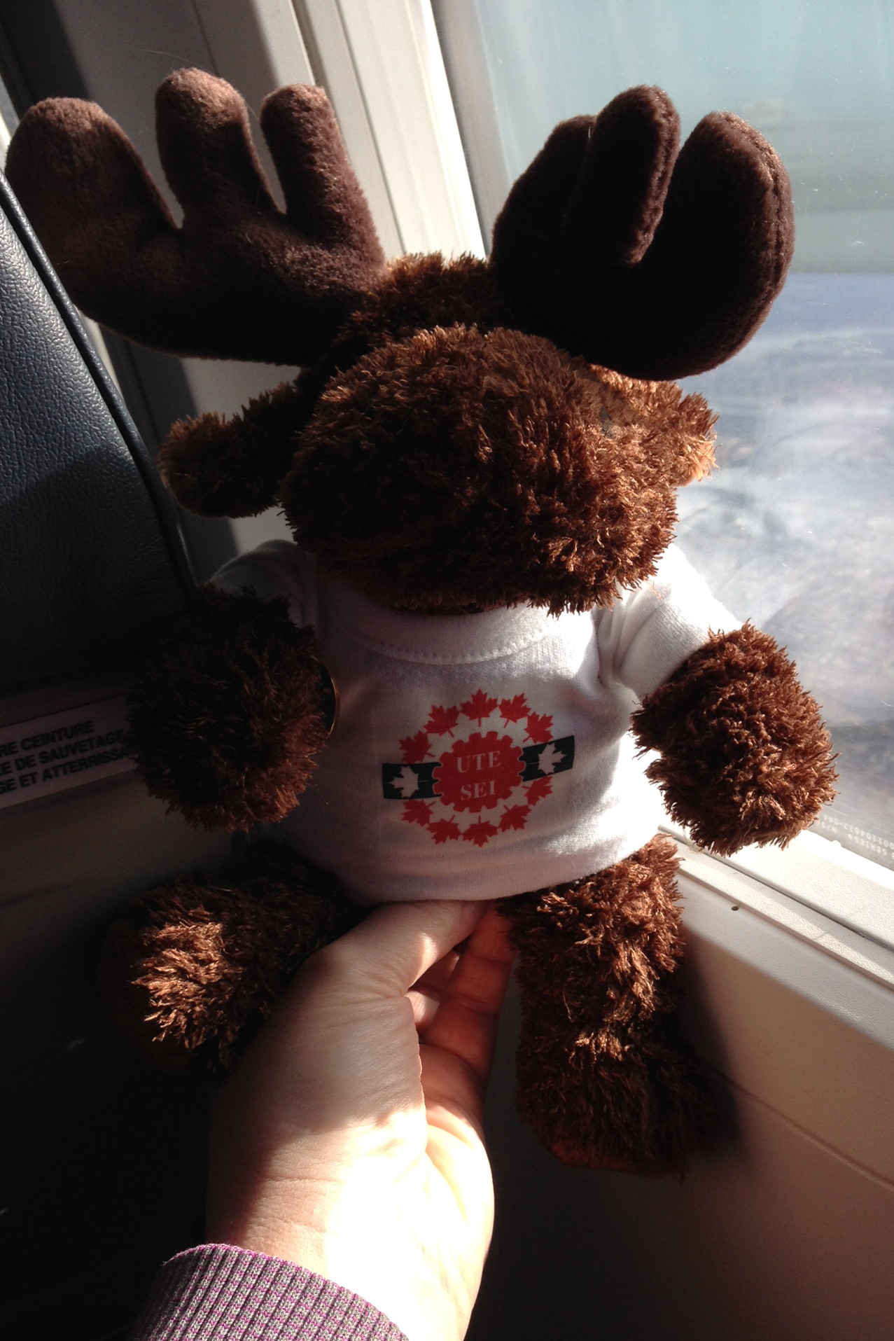 The moose is travelling 